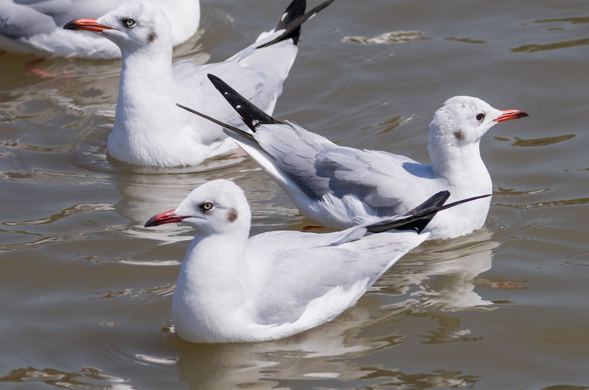 Black-headed Gull - ML646090617