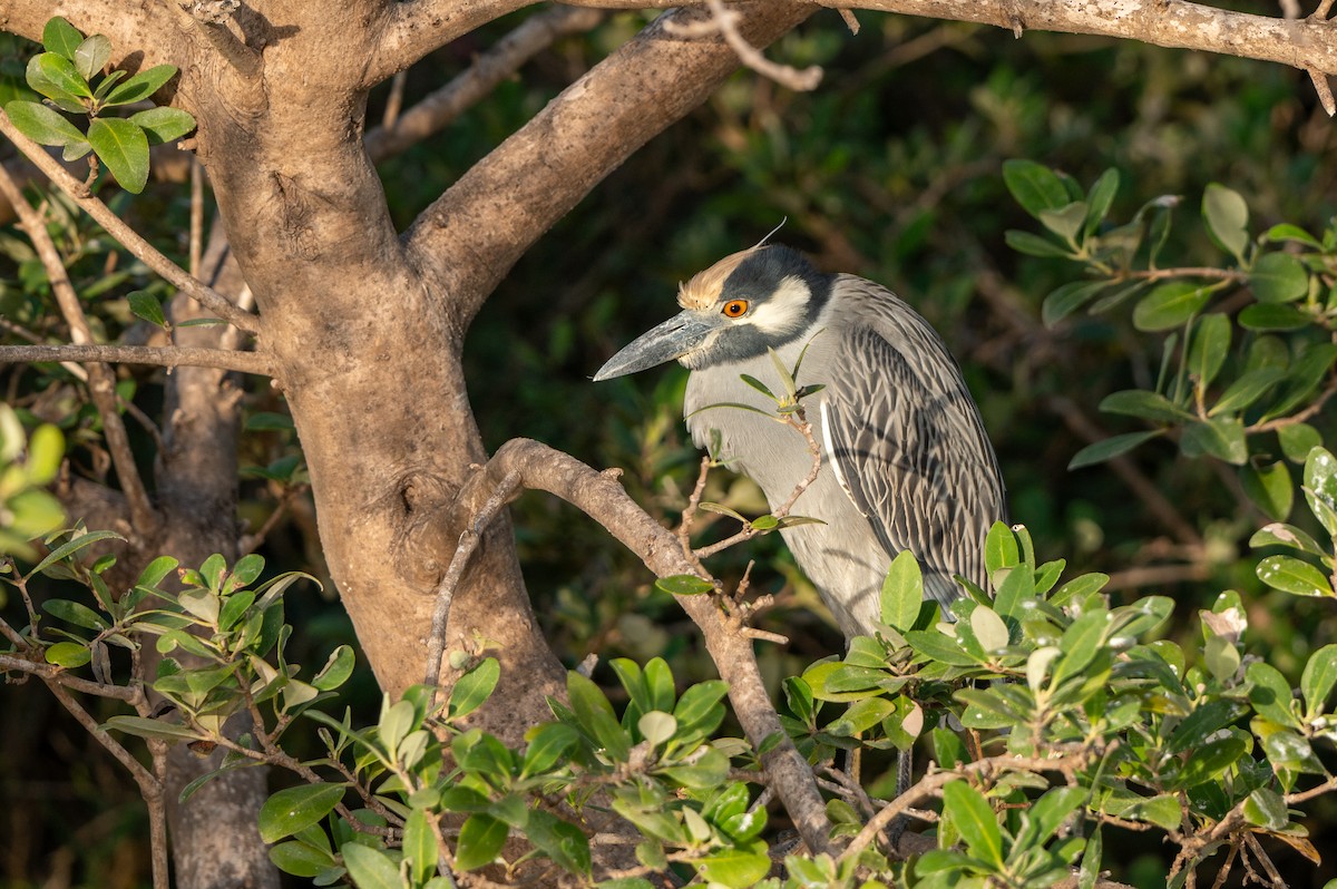 אנפת לילה צהובת-כיפה - ML646090618