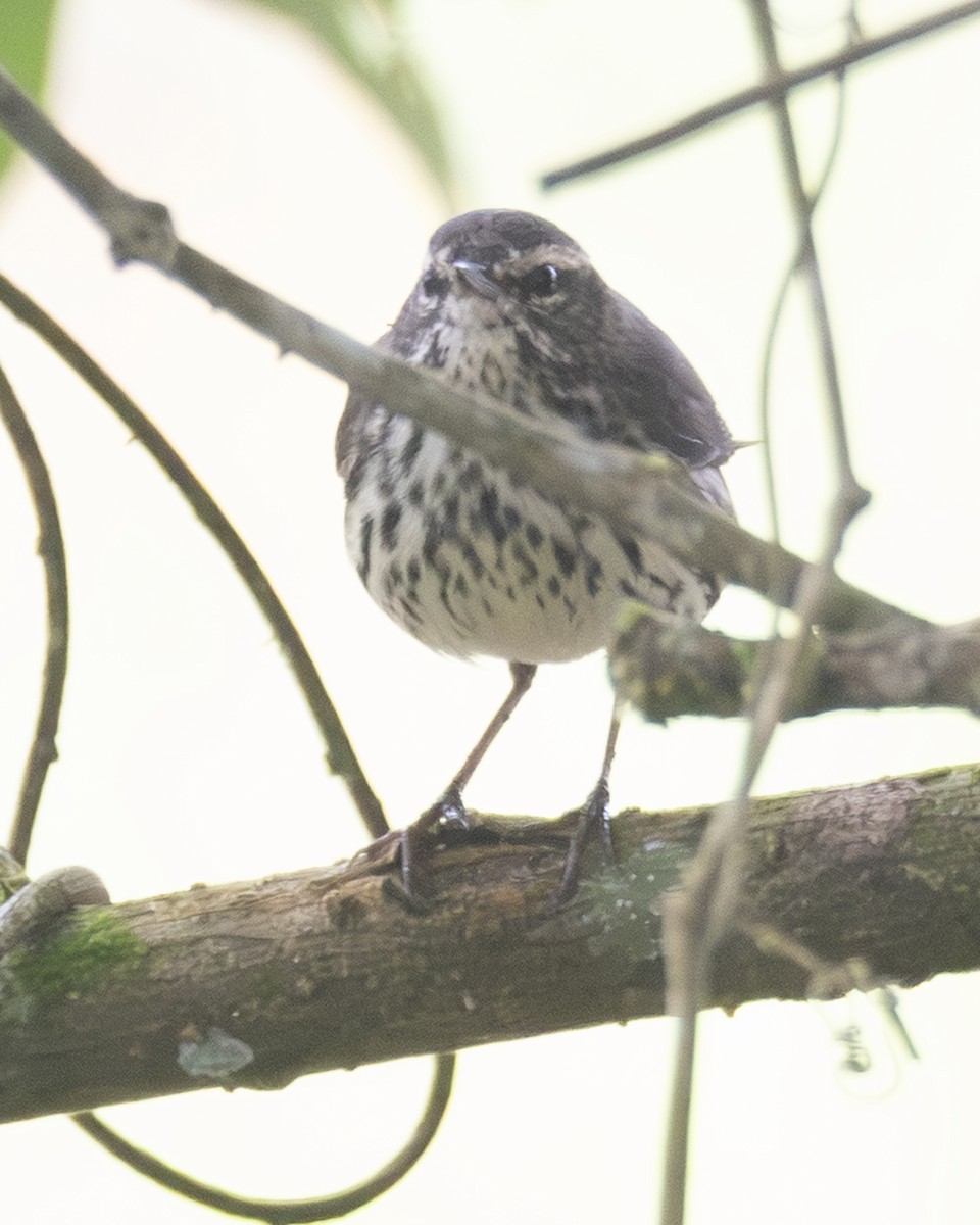 Northern Waterthrush - ML646090623