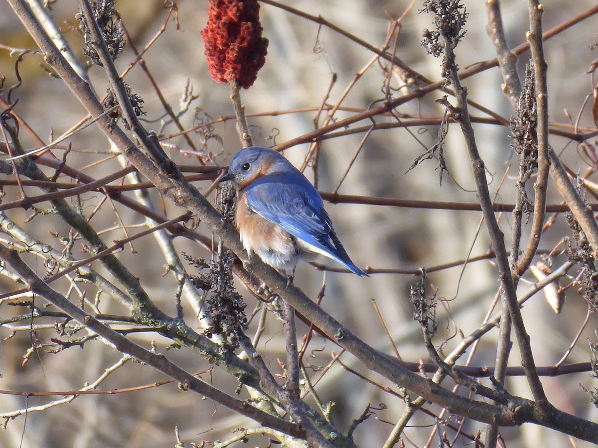 Eastern Bluebird - ML646090626