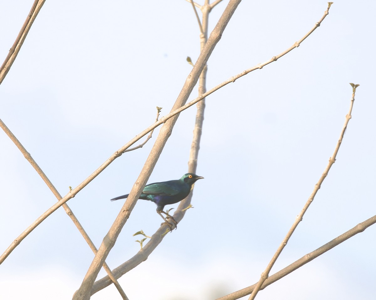 Greater Blue-eared Starling - ML646090627