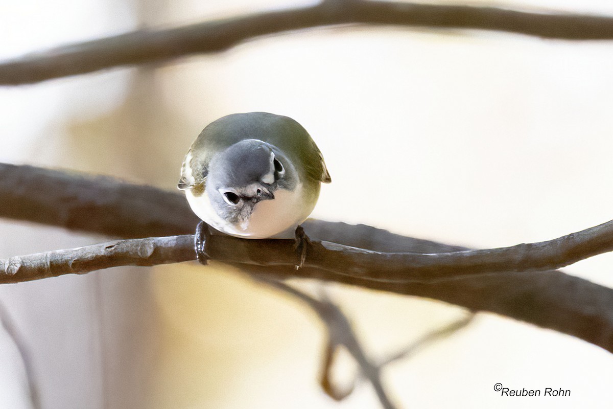 Blue-headed Vireo - ML646090628