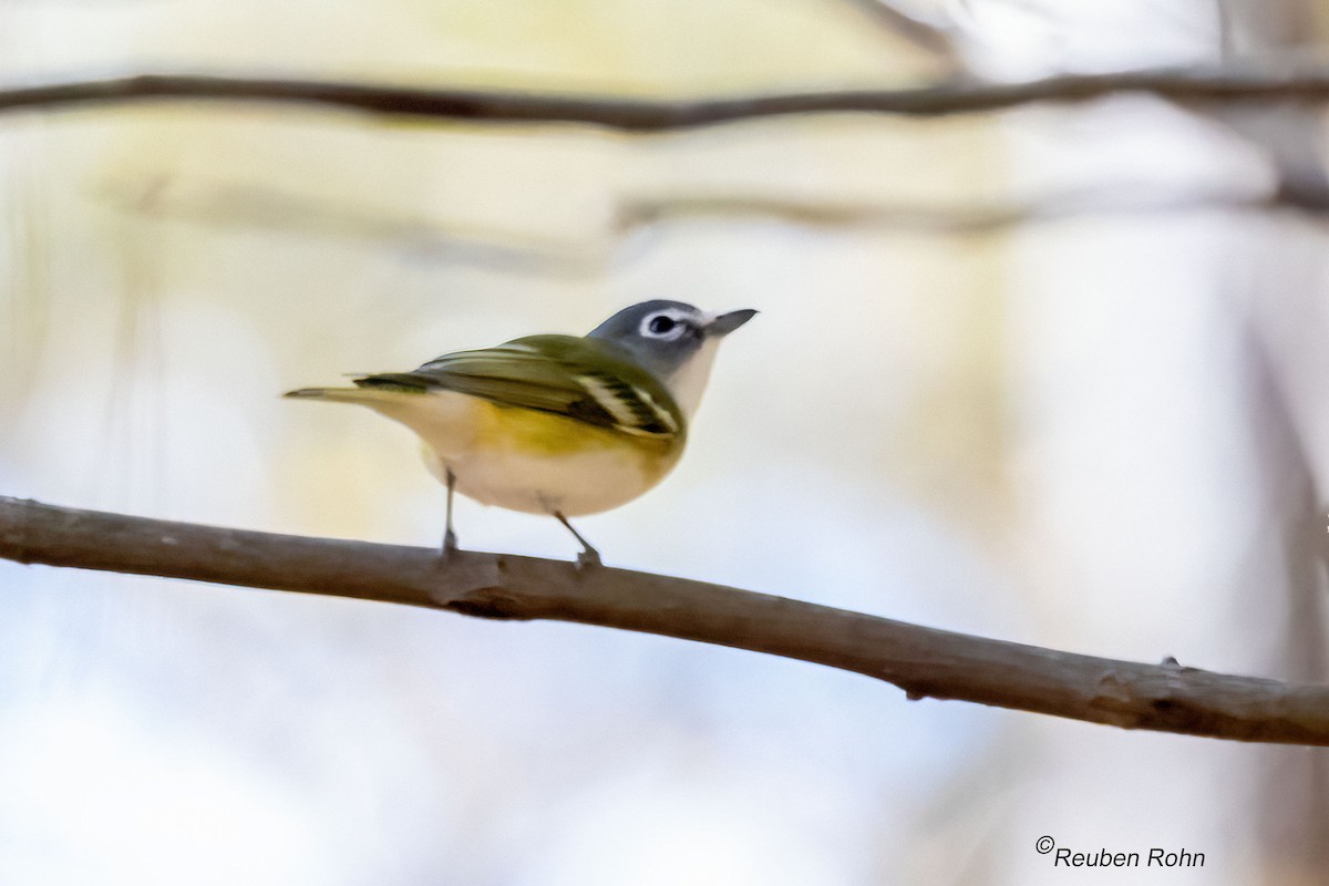 Blue-headed Vireo - ML646090629