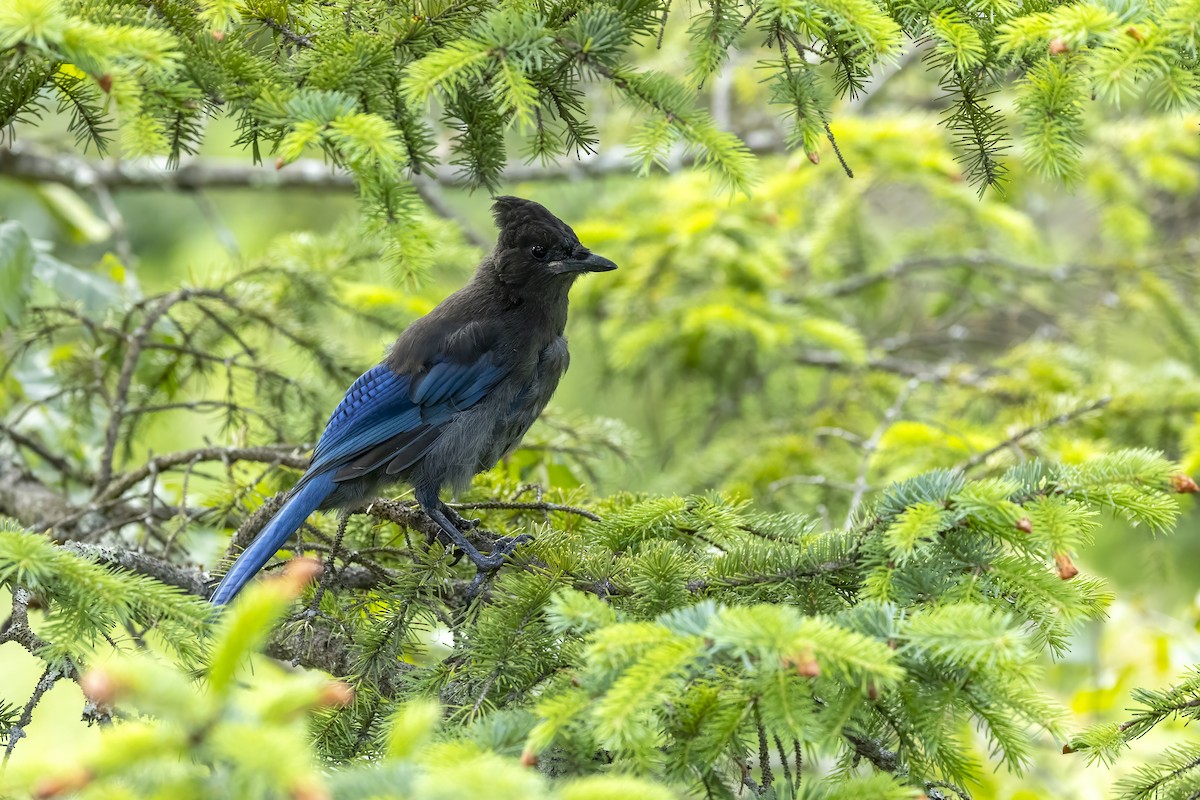 Steller's Jay (Coastal) - ML646090630