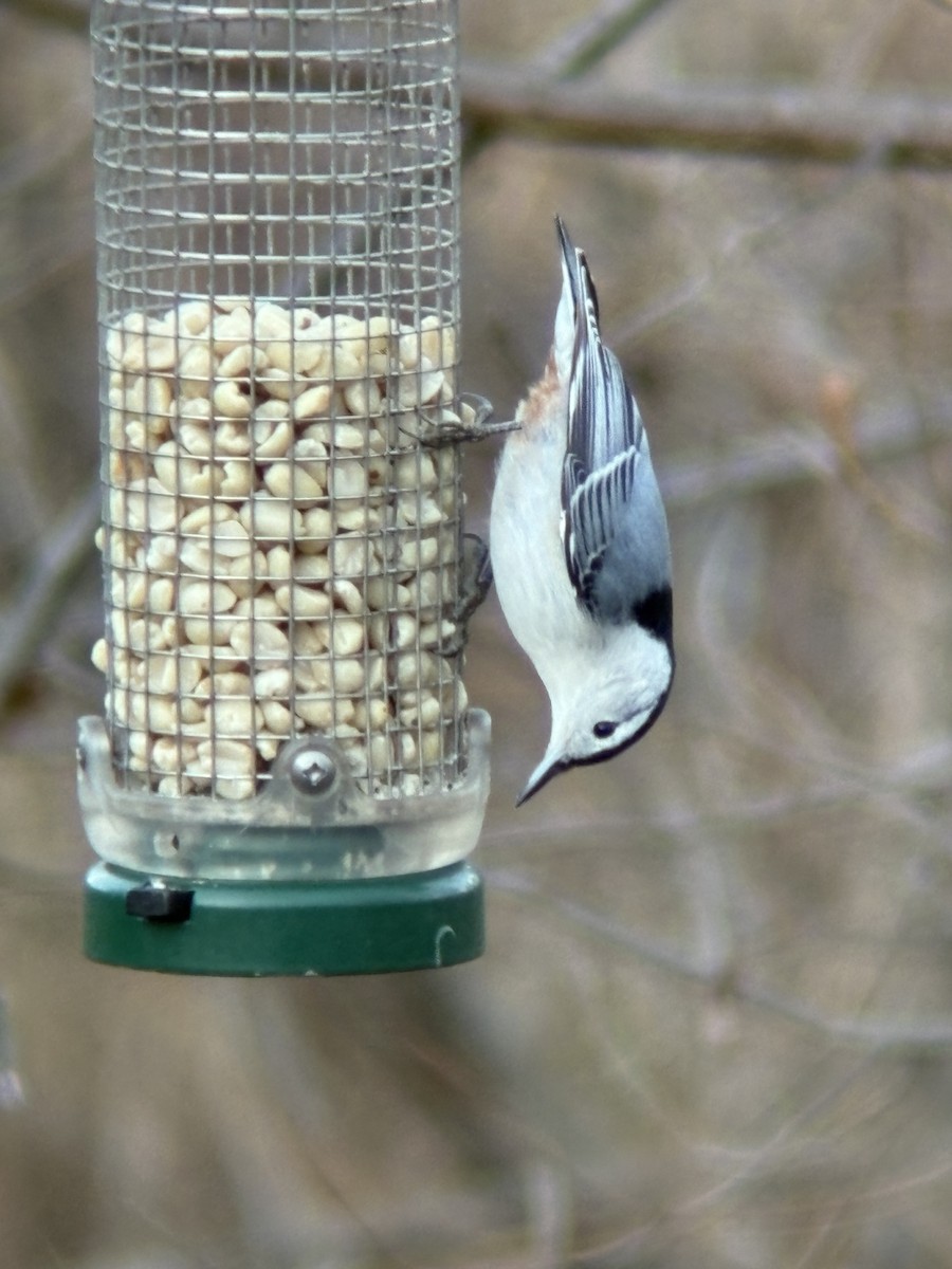 White-breasted Nuthatch - ML646090631
