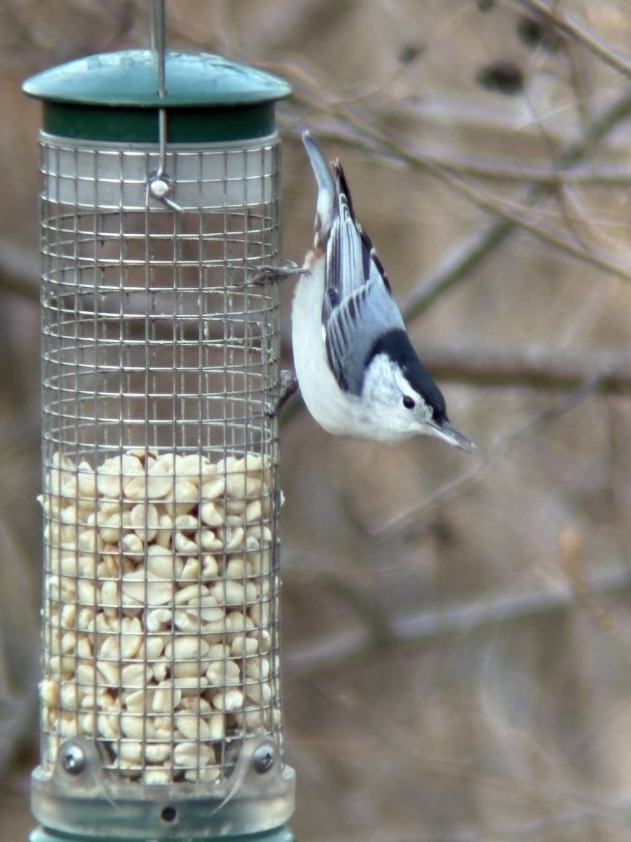 White-breasted Nuthatch - ML646090632