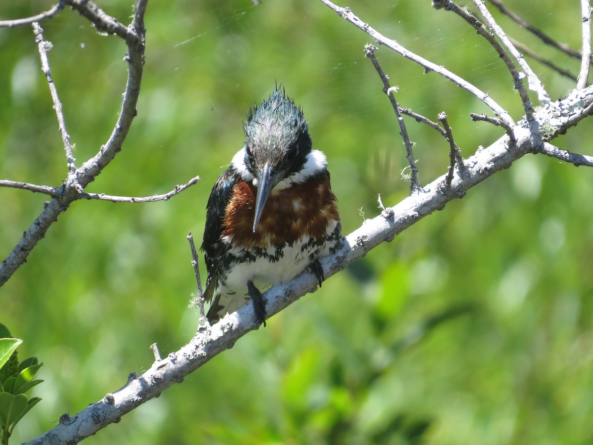 Green Kingfisher - ML646090633