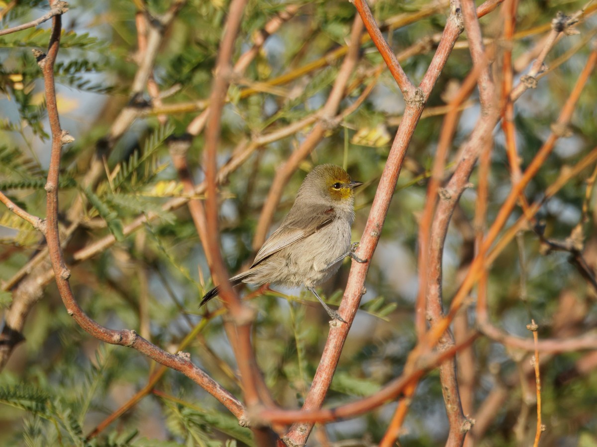 Verdin - ML646090634