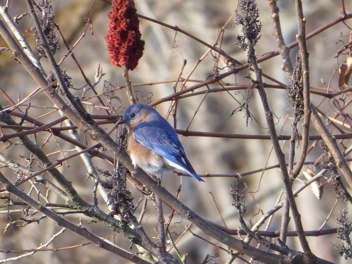Eastern Bluebird - ML646090635