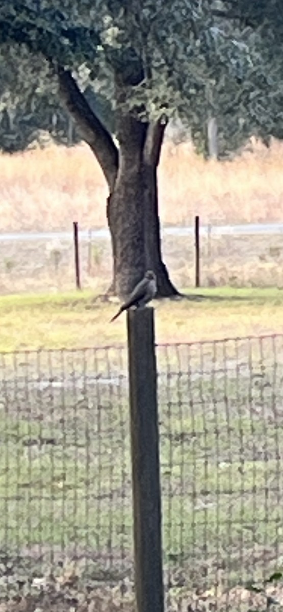 gullspett - ML646090636