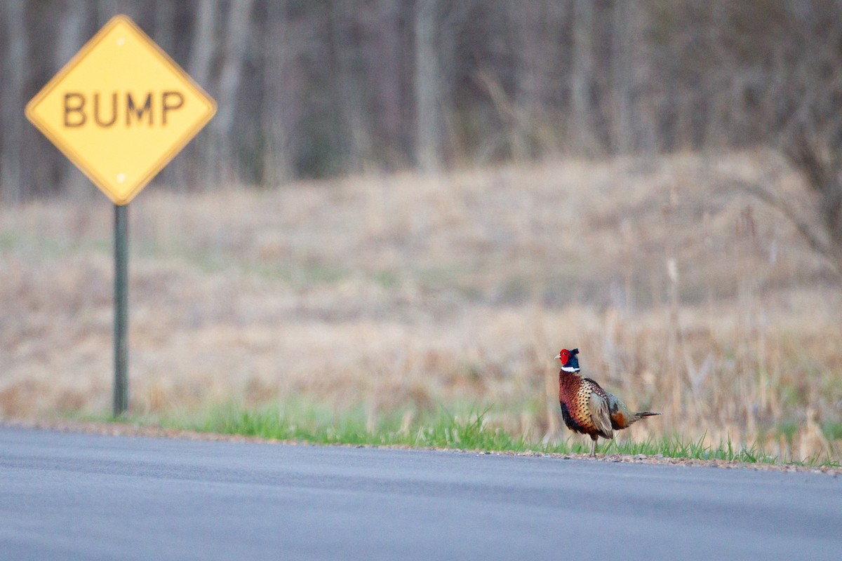 Ring-necked Pheasant - ML646090637