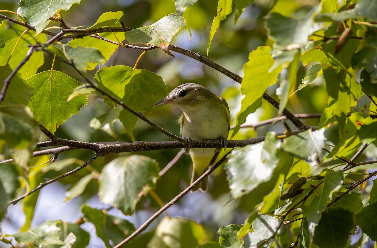 Red-eyed Vireo - ML646090638