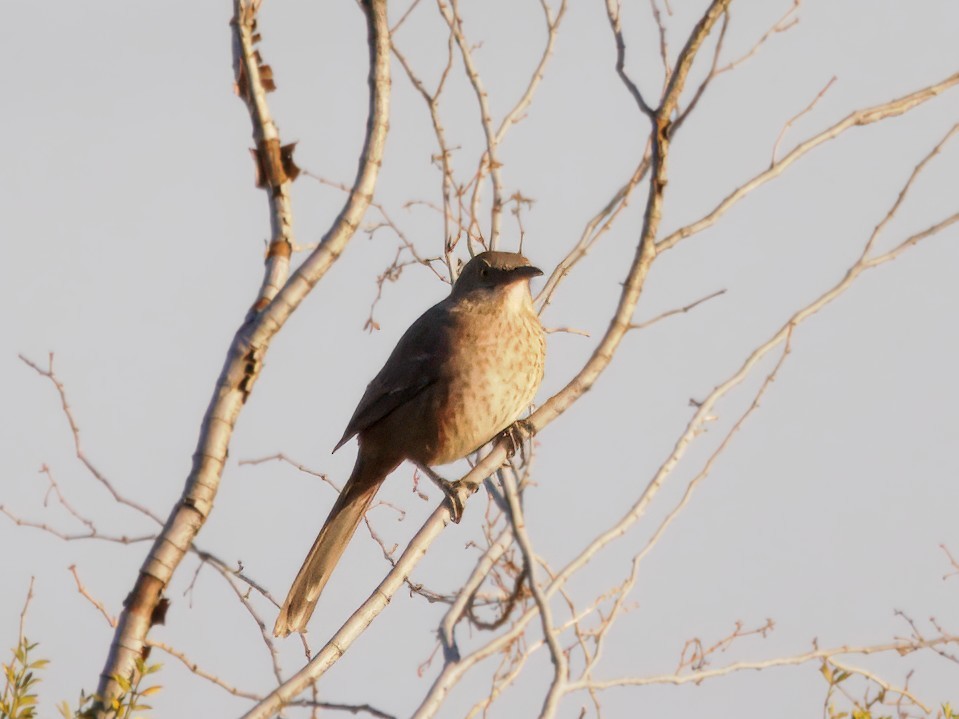 Bendire's Thrasher - ML646090640