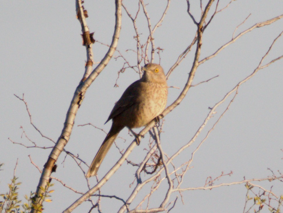 Bendire's Thrasher - ML646090641