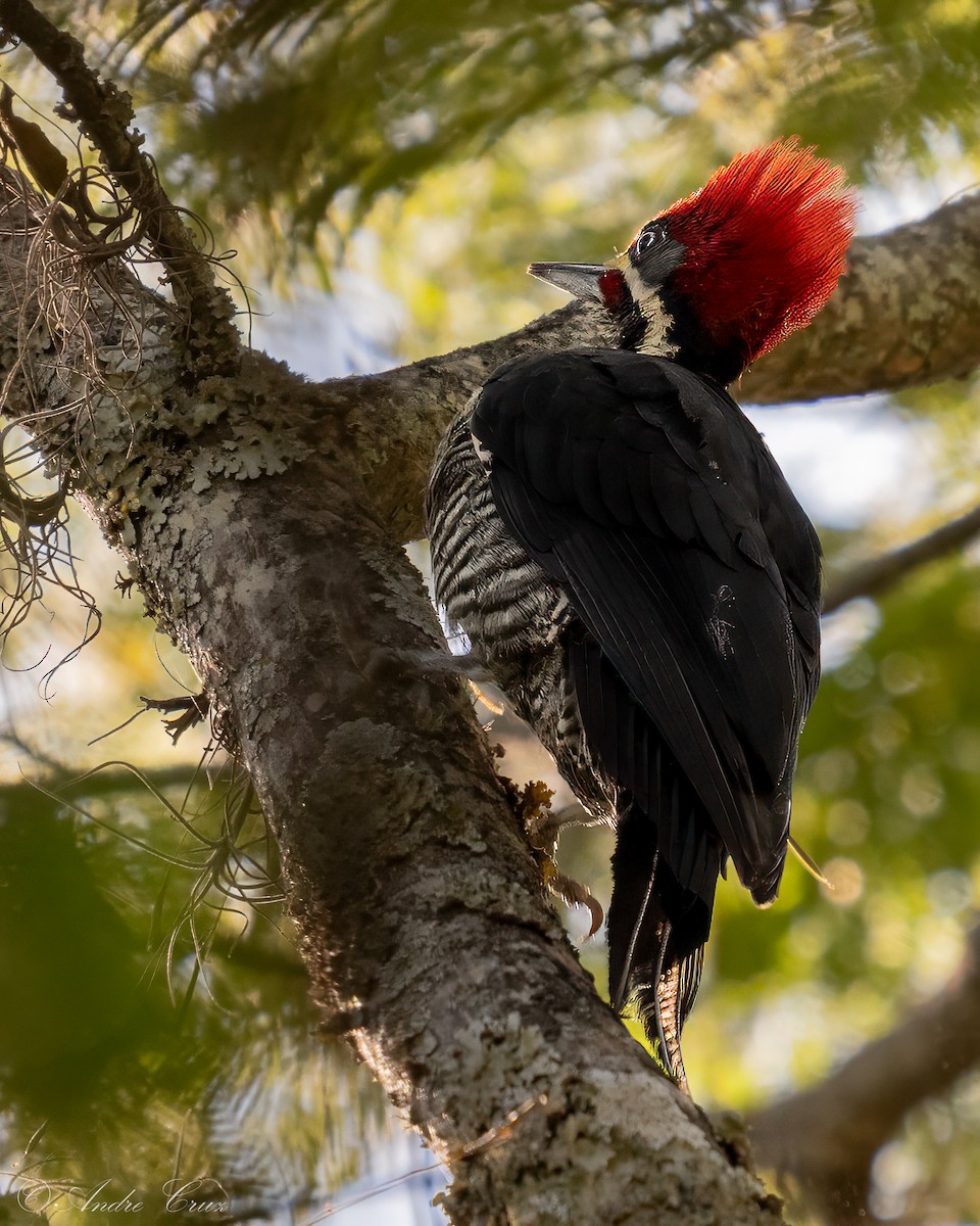 Lineated Woodpecker - ML646090643