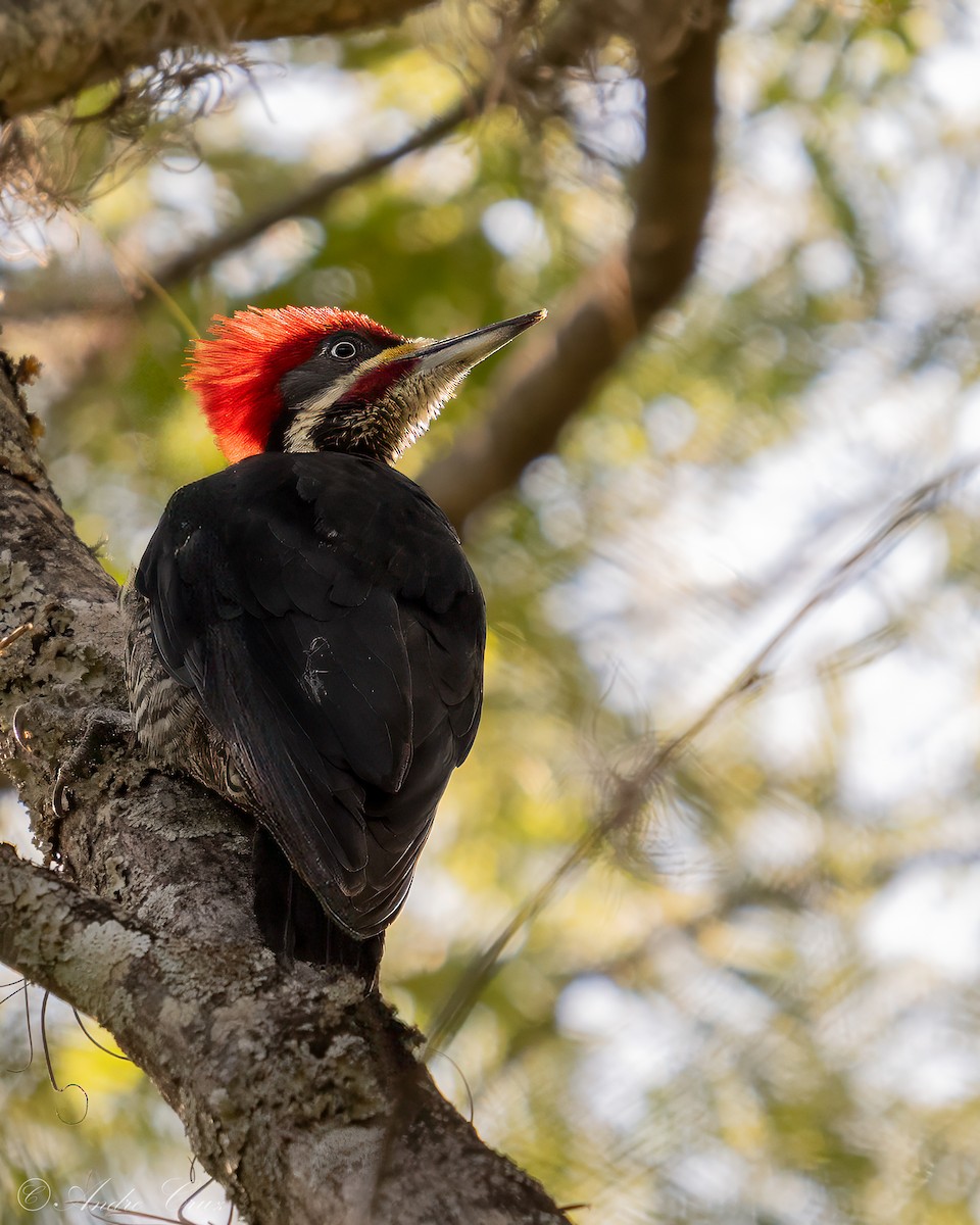 Lineated Woodpecker - ML646090644