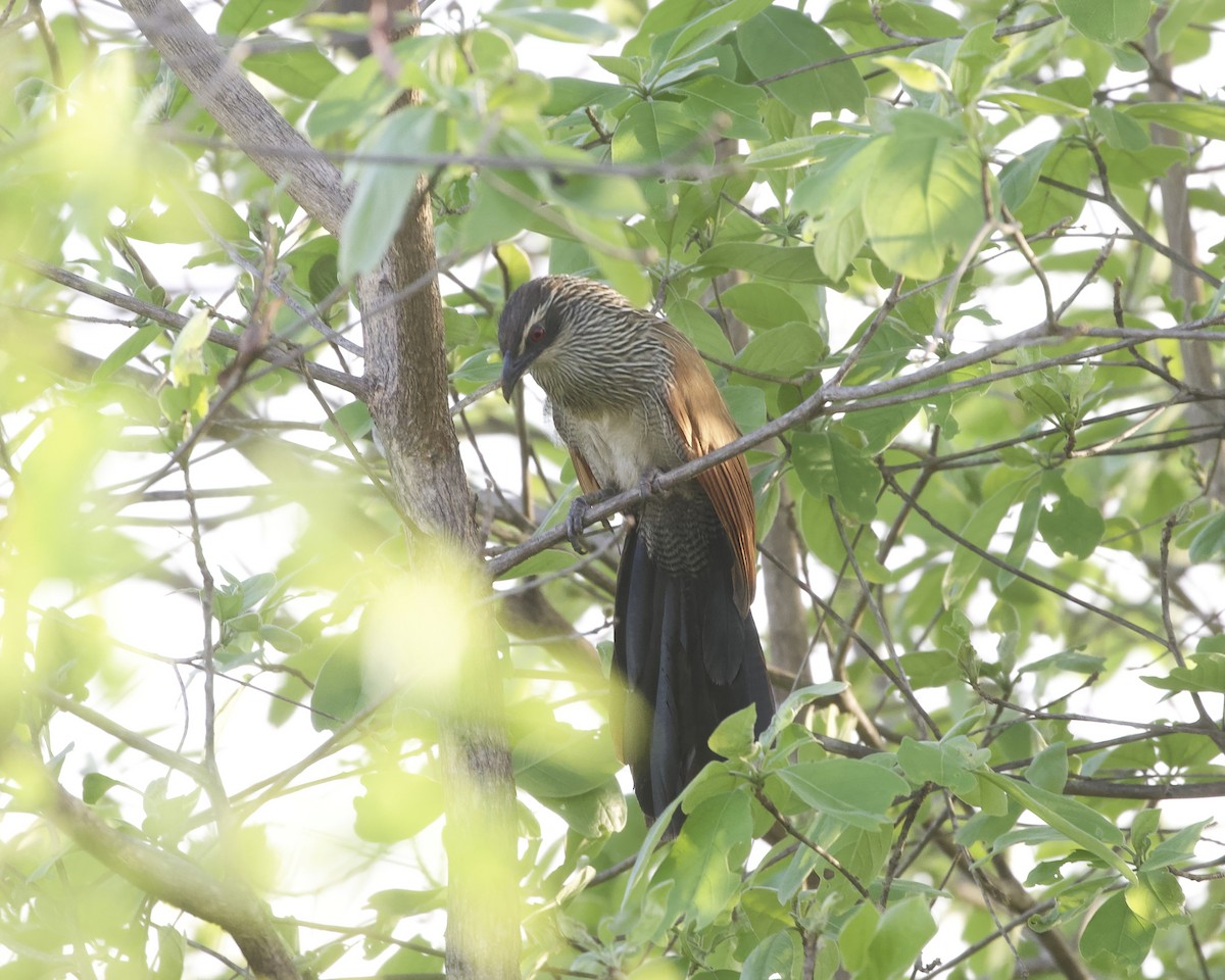White-browed Coucal - ML646090645