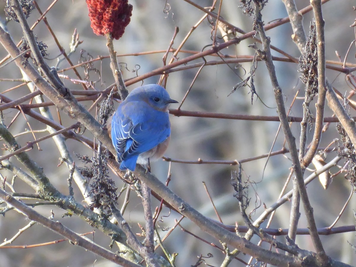 Eastern Bluebird - ML646090646