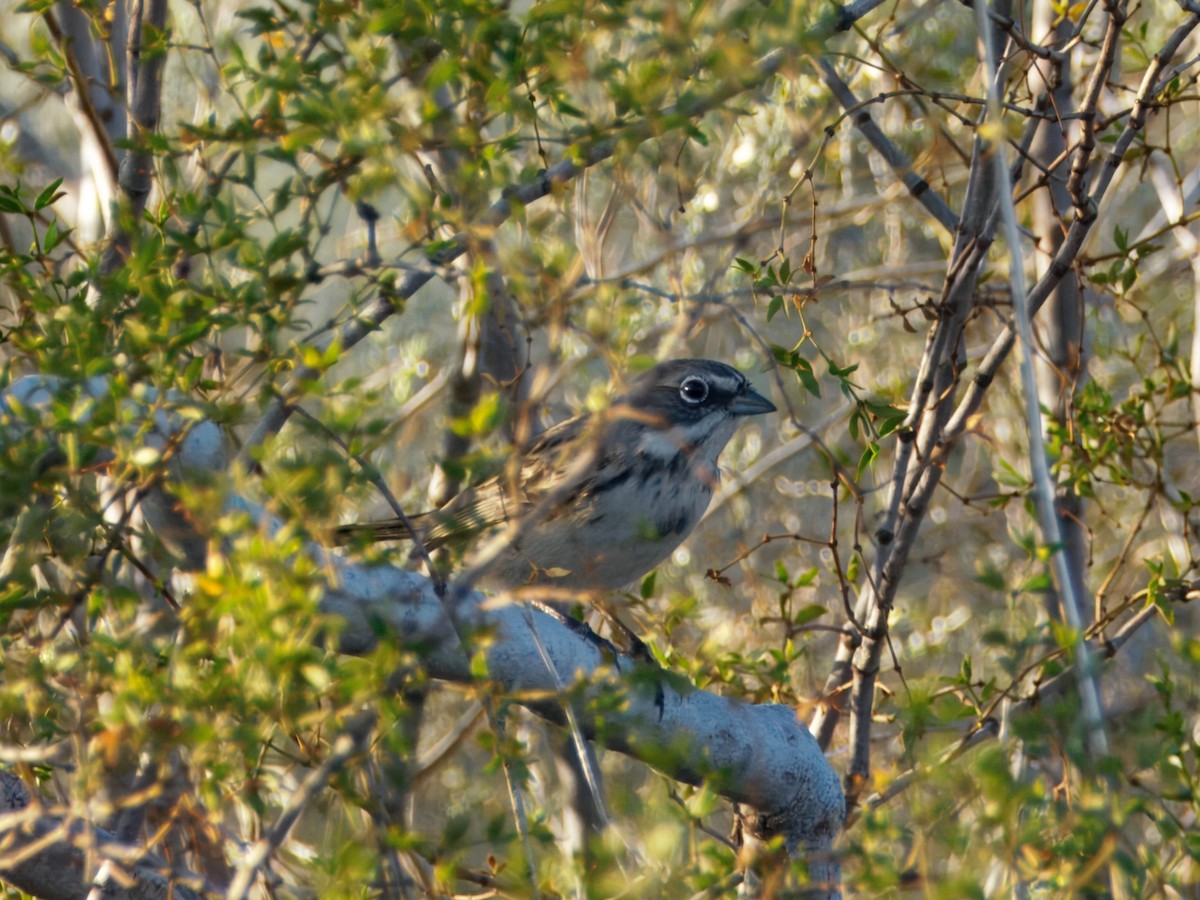 Sagebrush Sparrow - ML646090647