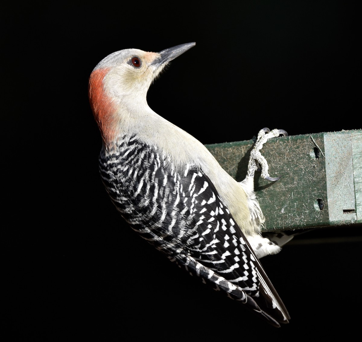 Red-bellied Woodpecker - ML646090648