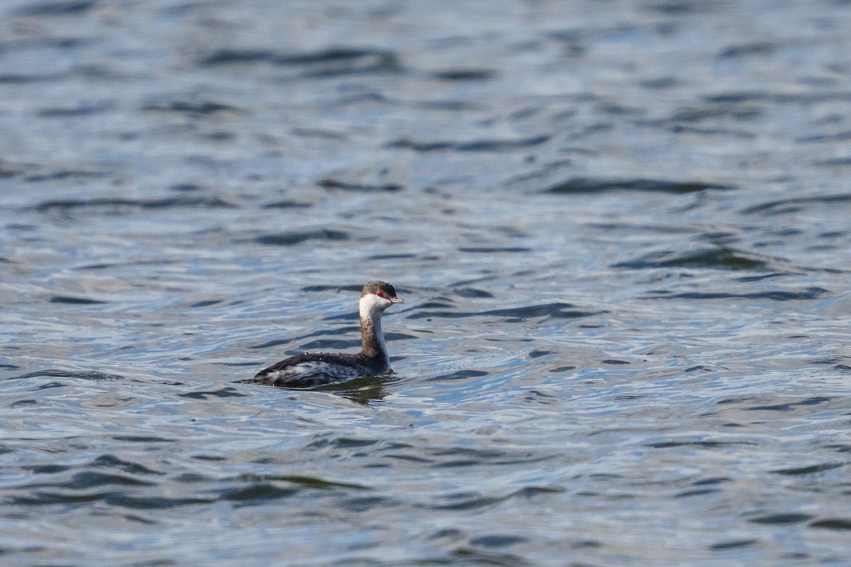 Horned Grebe - ML646090649