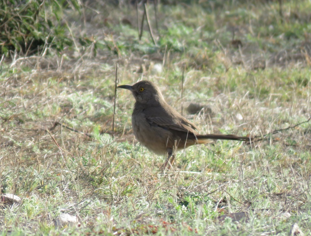 Bendire's Thrasher - ML646090650