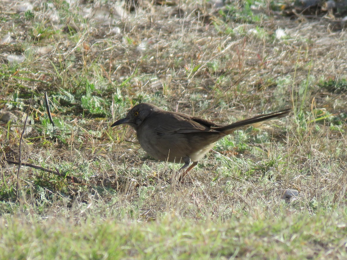 Bendire's Thrasher - ML646090651