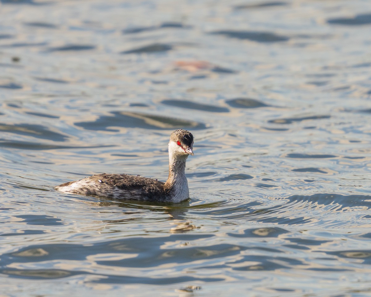 Horned Grebe - ML646090652