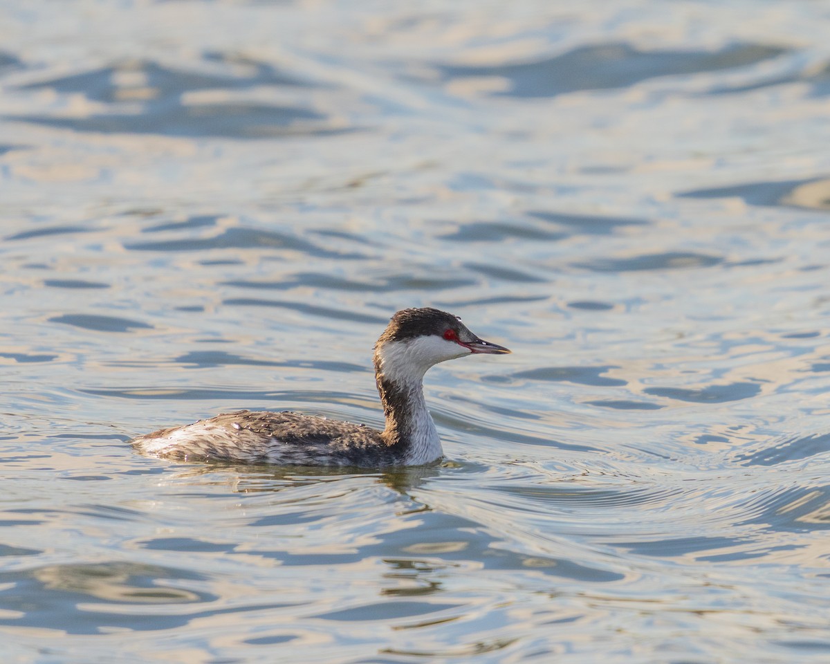 Horned Grebe - ML646090653