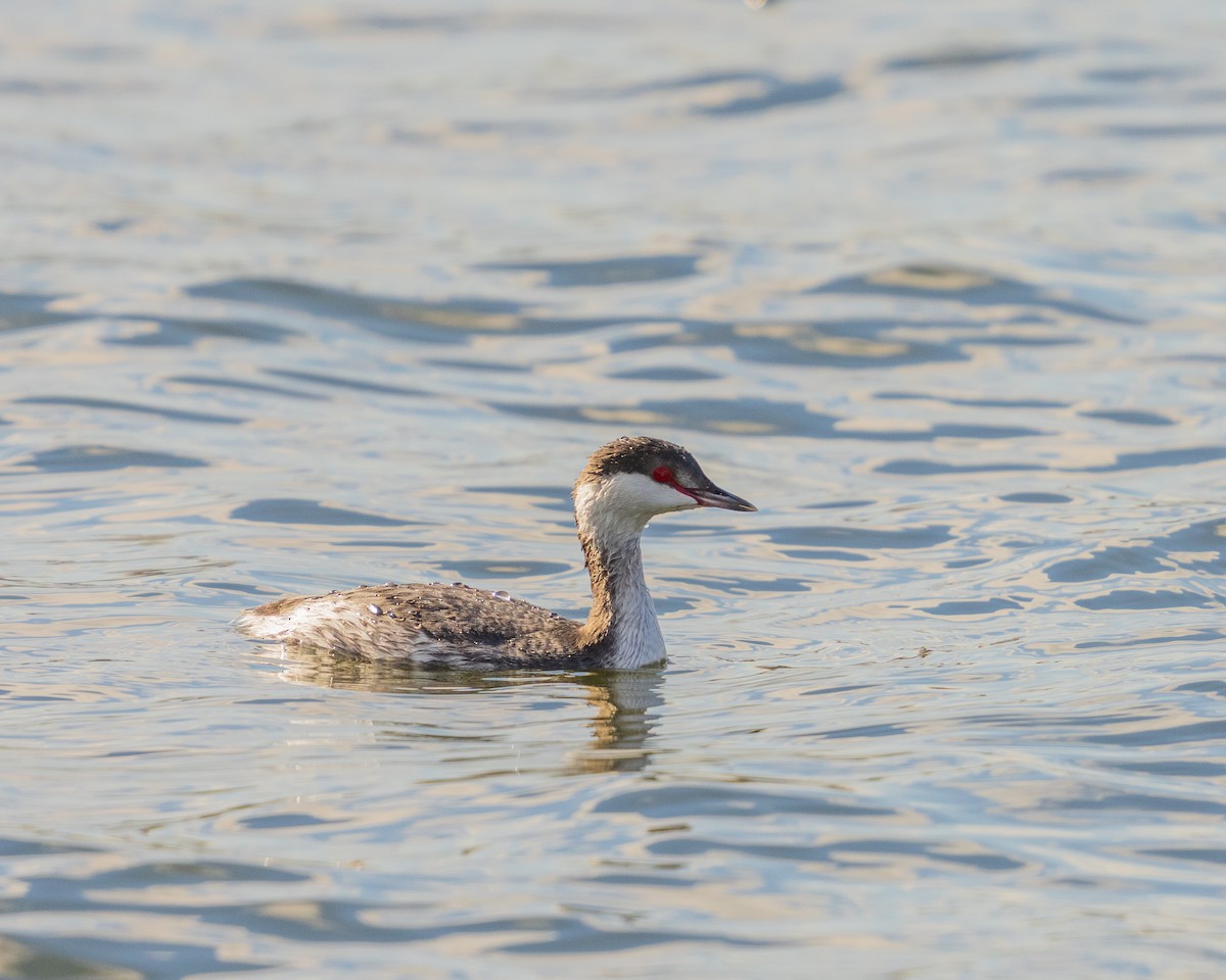 Horned Grebe - ML646090654