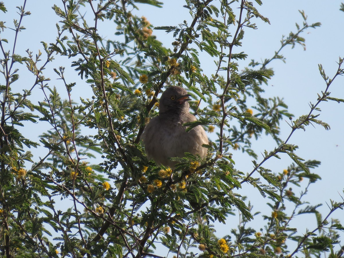 Bendire's Thrasher - ML646090655