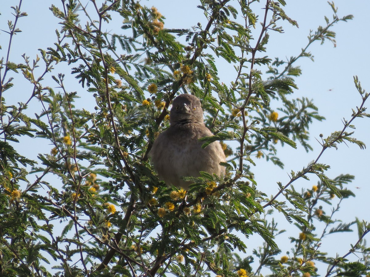Bendire's Thrasher - ML646090656