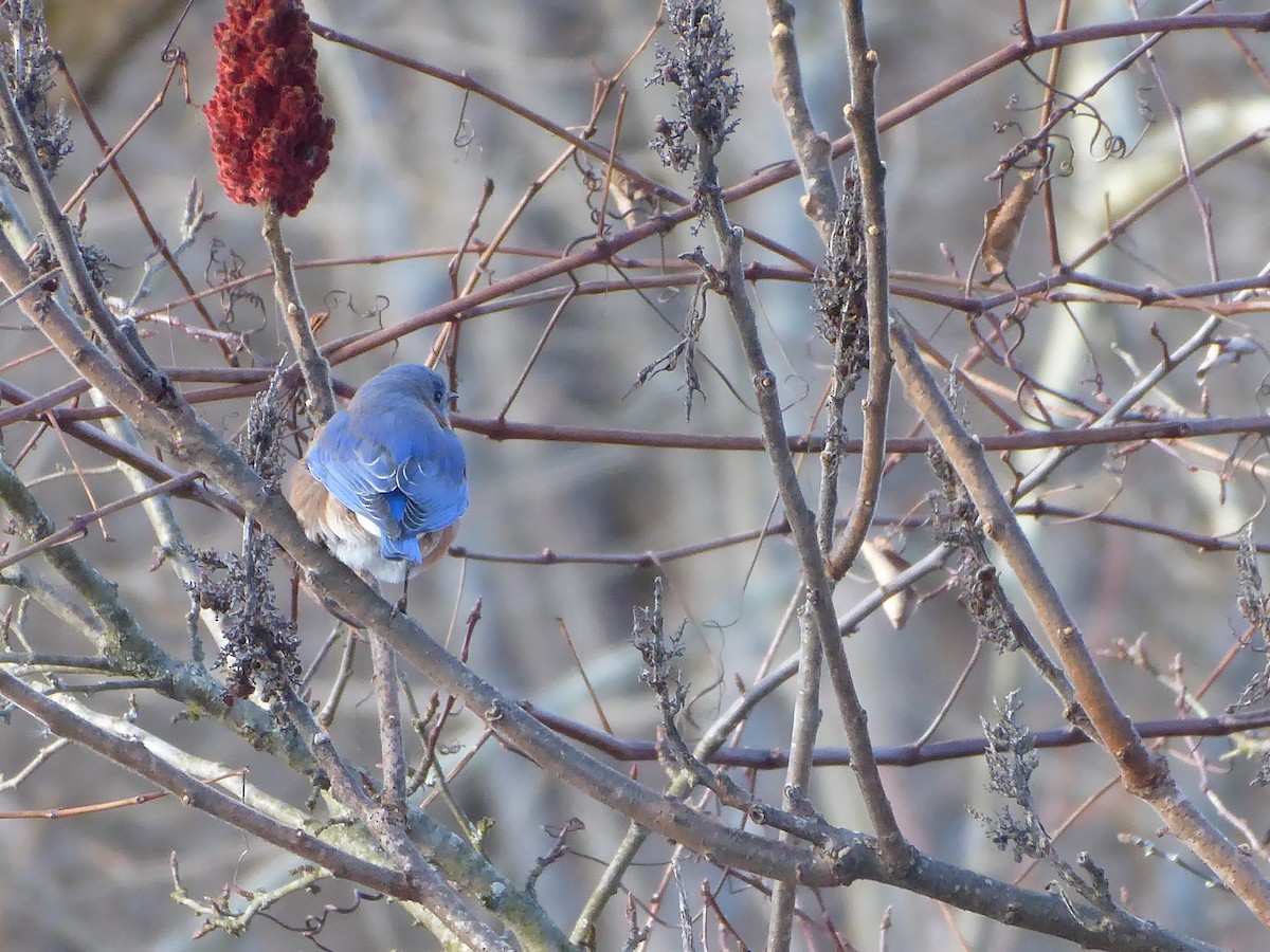 Eastern Bluebird - ML646090657