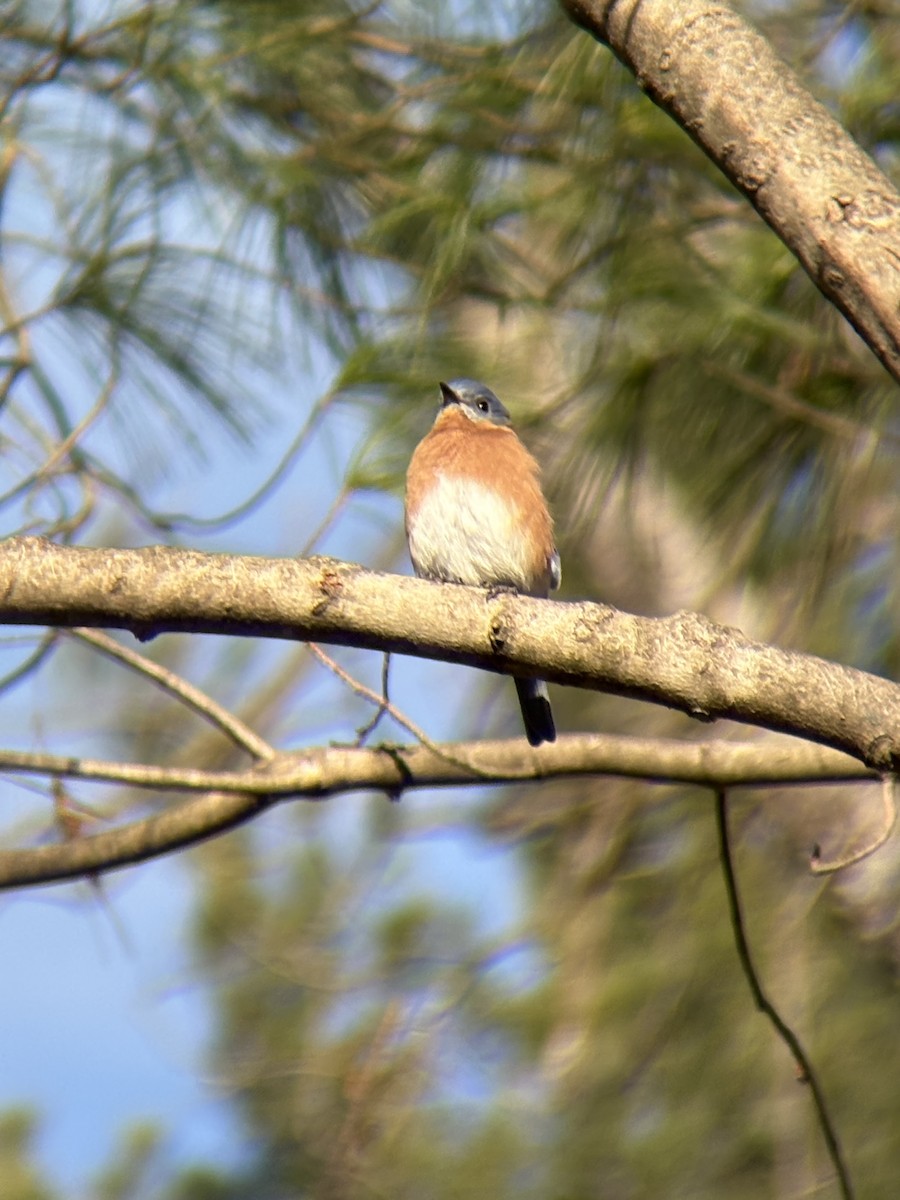 salašník modrý - ML646090663