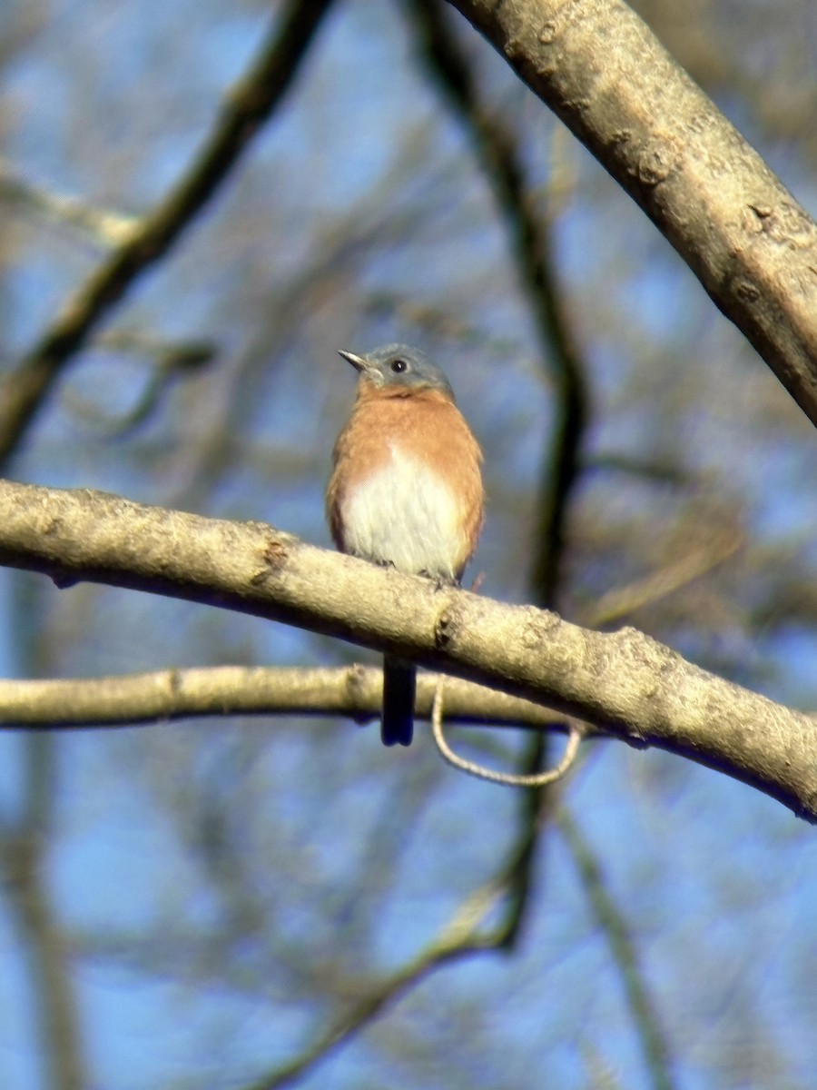 salašník modrý - ML646090664