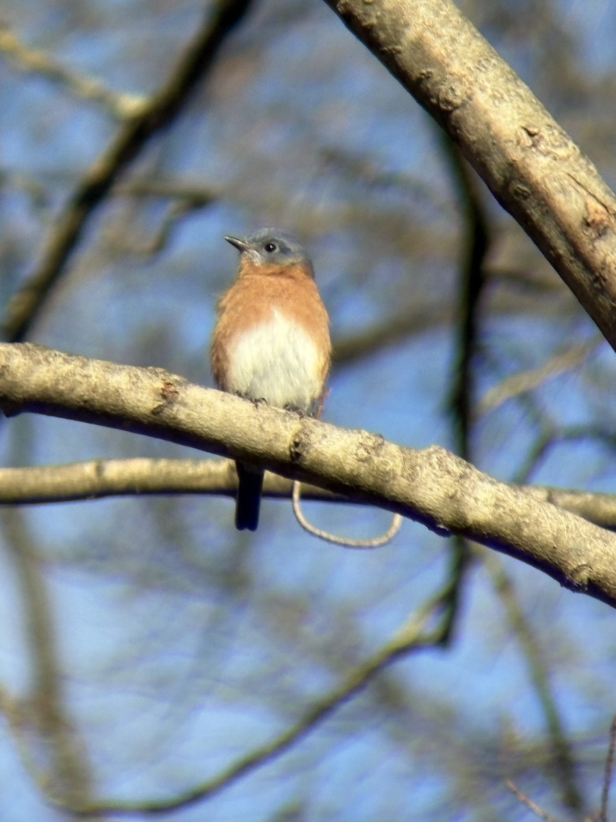 salašník modrý - ML646090665