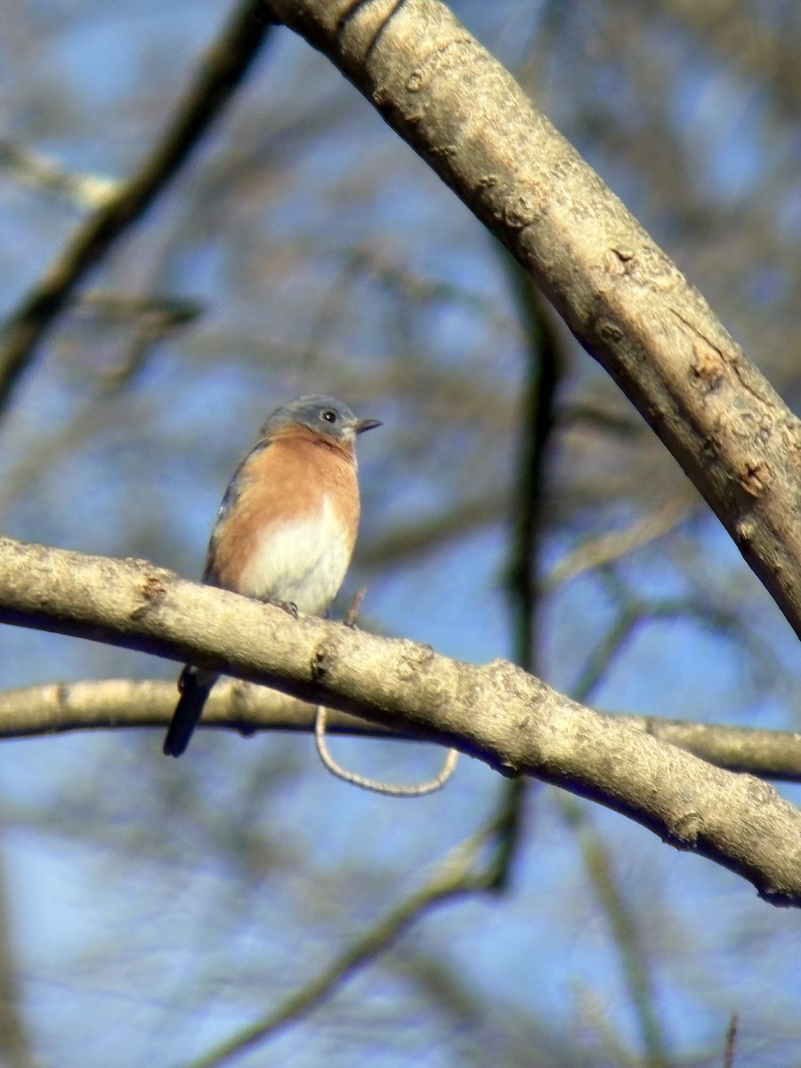 salašník modrý - ML646090666