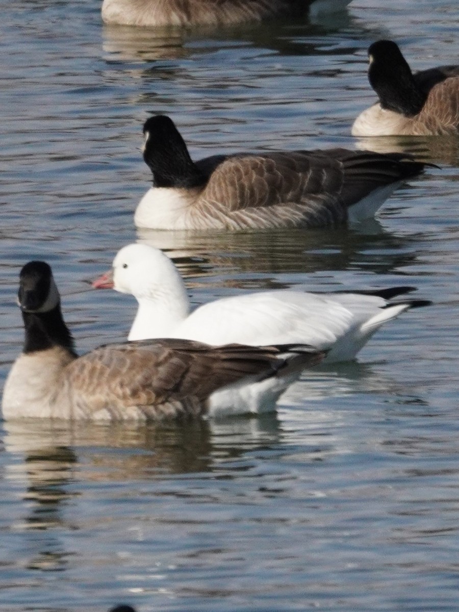 Ross's Goose - ML646090668