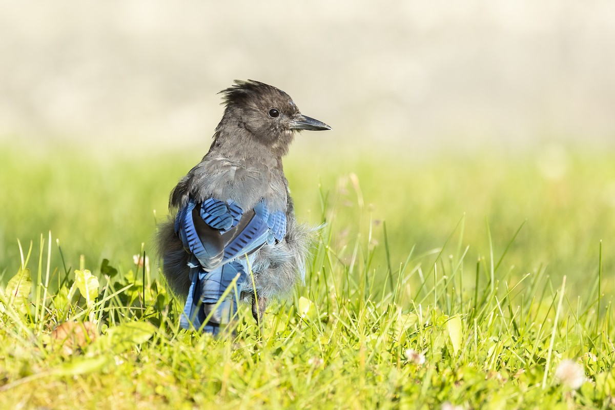 Steller's Jay (Coastal) - ML646090670