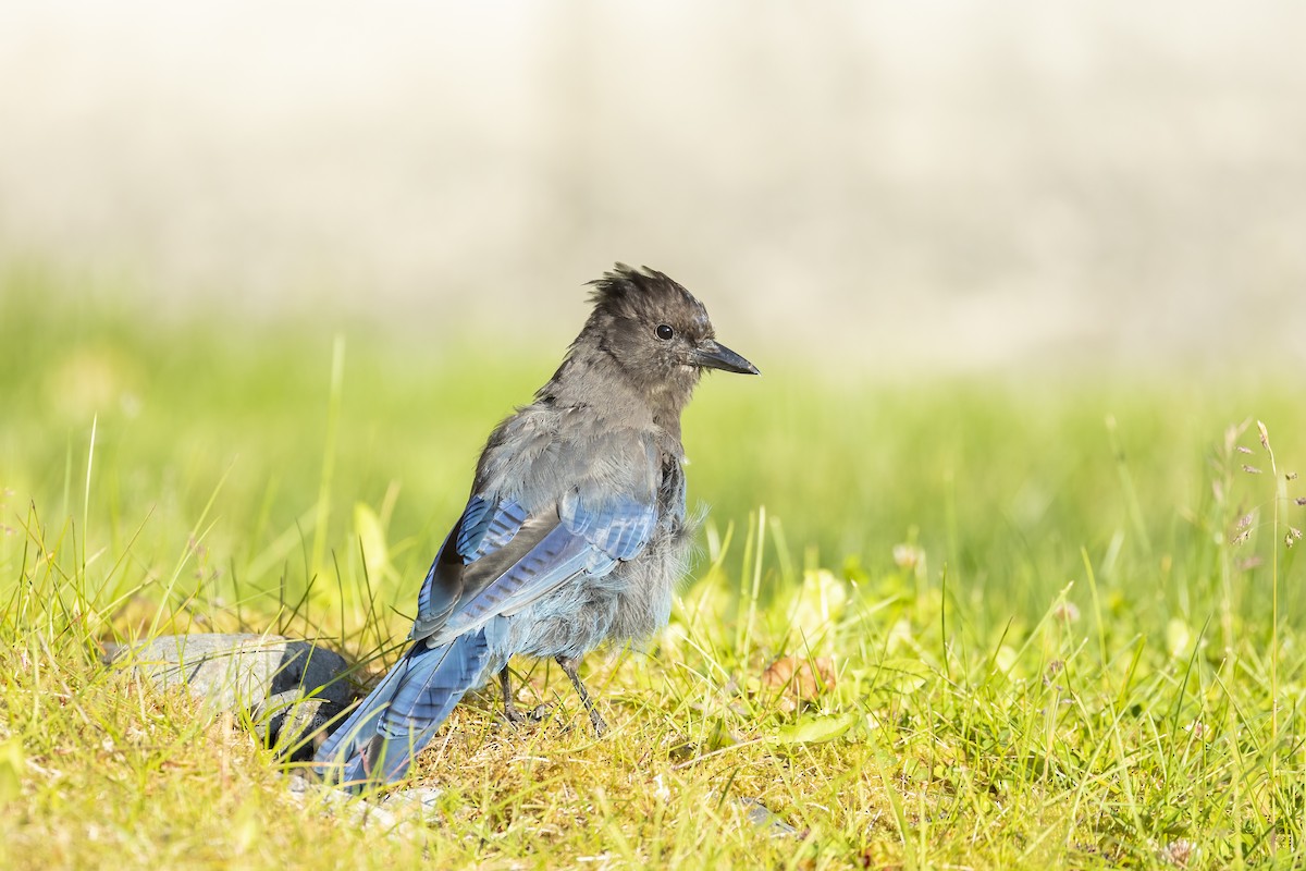 Steller's Jay (Coastal) - ML646090671
