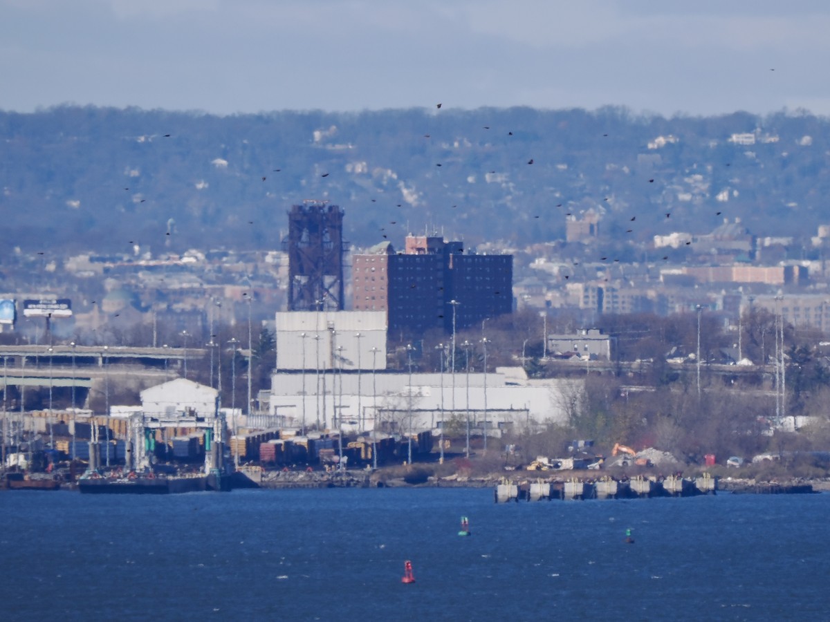 blackbird sp. - ML646090677