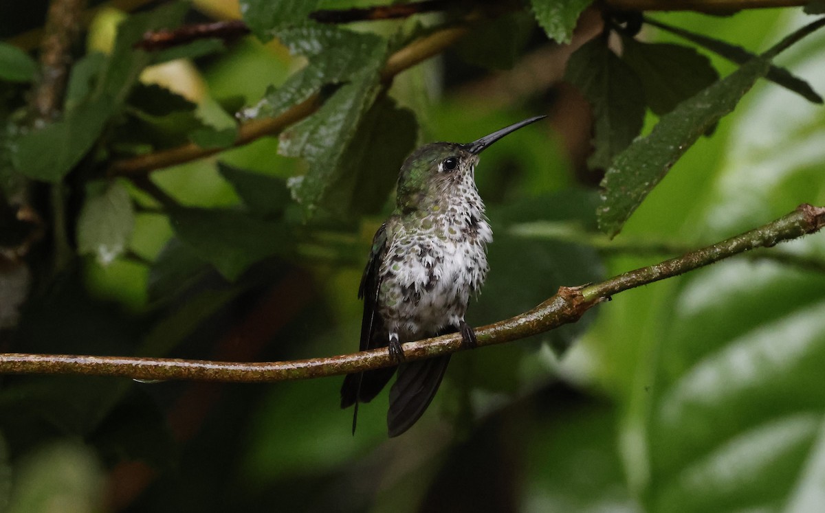 kolibřík kropenatý - ML646090680