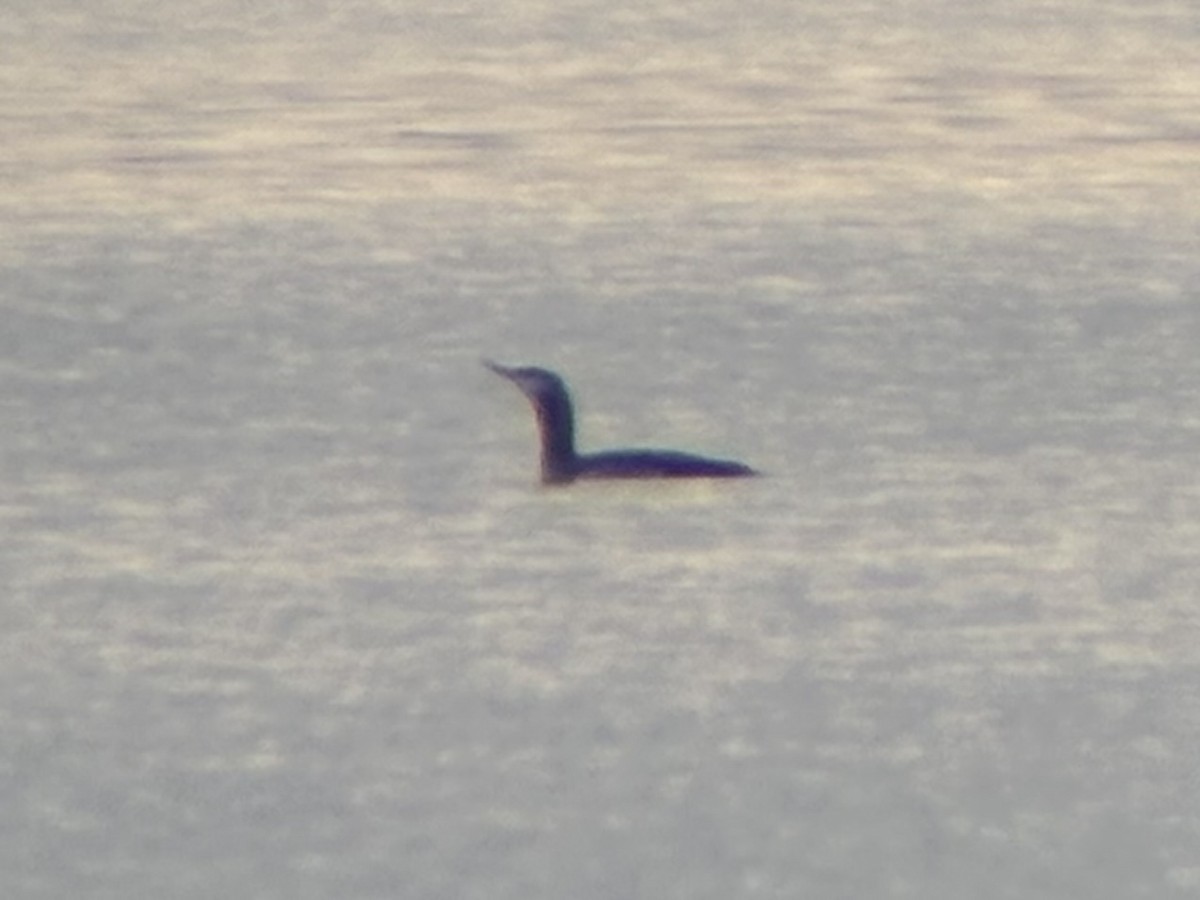 Улаан гүеэт гахууна - ML646090689