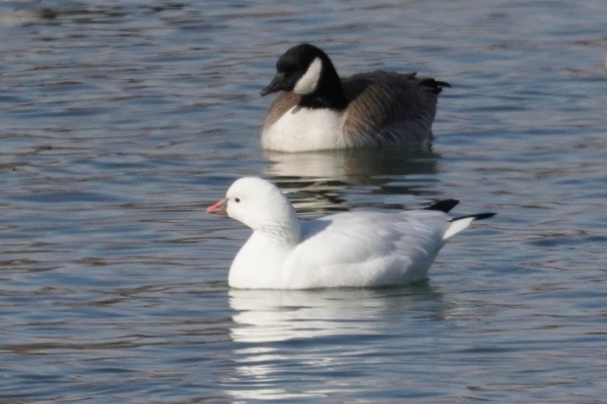 Ross's Goose - ML646090693