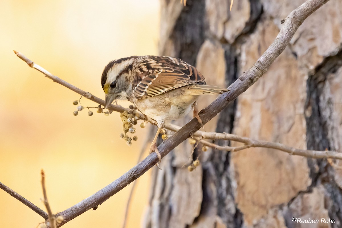 White-throated Sparrow - ML646090695