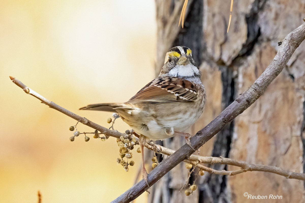 White-throated Sparrow - ML646090696