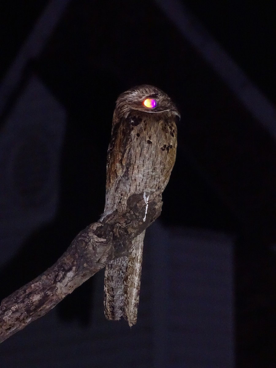 Common Potoo - ML646090697