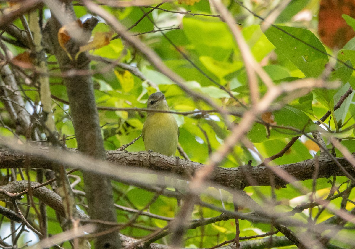 Віреон цитриновий - ML646090707
