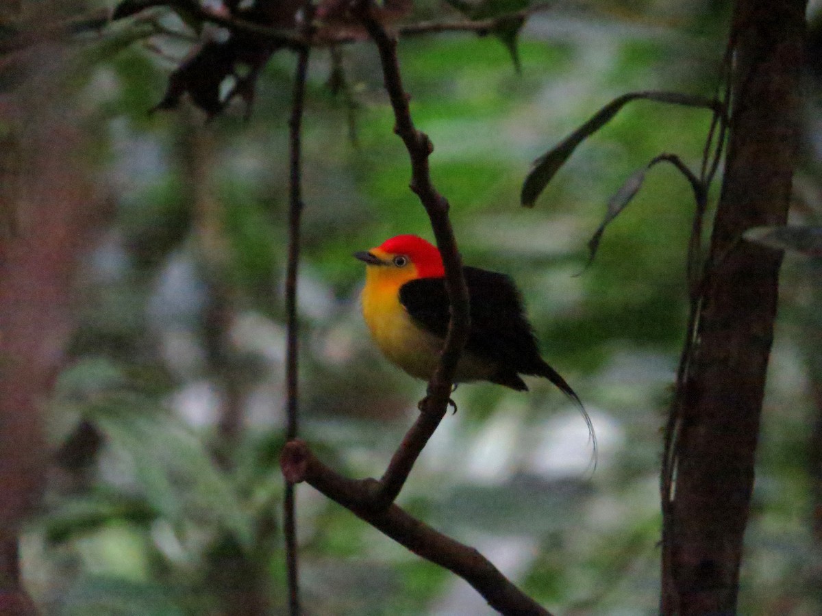 Wire-tailed Manakin - ML646090710