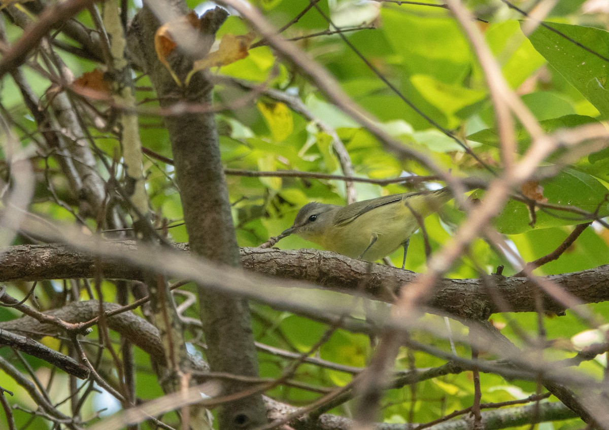 Віреон цитриновий - ML646090712